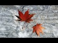 Click here to watch this video Lim: The Story(Hong Kong Official Music )