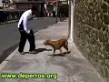 Enséñale a tu perro a acudir al llamado Enséñale a tu perro a acudir al llamado