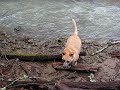 honey dog
