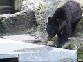 Japanese Kung Fu bear