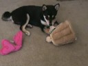 Shiba Inu Puppy Catches Hide A Squirrel