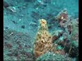bobtail squid octopus cuttlefish bobtail squid octopus cuttlefish