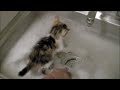 Cat Bath Cat Bath
