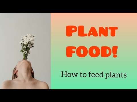 how to properly fertilize plants