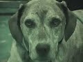 30 Seconds to mars rare website video Der Kopf des Schweins 30 Seconds to mars rare website video Der Kopf des Schweins
