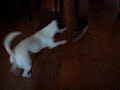 Sjakie Franse Bulldog speelt met Jip Sjakie Franse Bulldog speelt met Jip