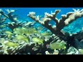 Click here to watch this video Freeport Snorkeling Adventure