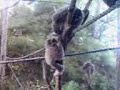 Gibbons Kiss