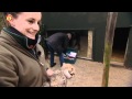 Cheeta's zijn drie broertjes en zusje in Zoo Parc Overloon