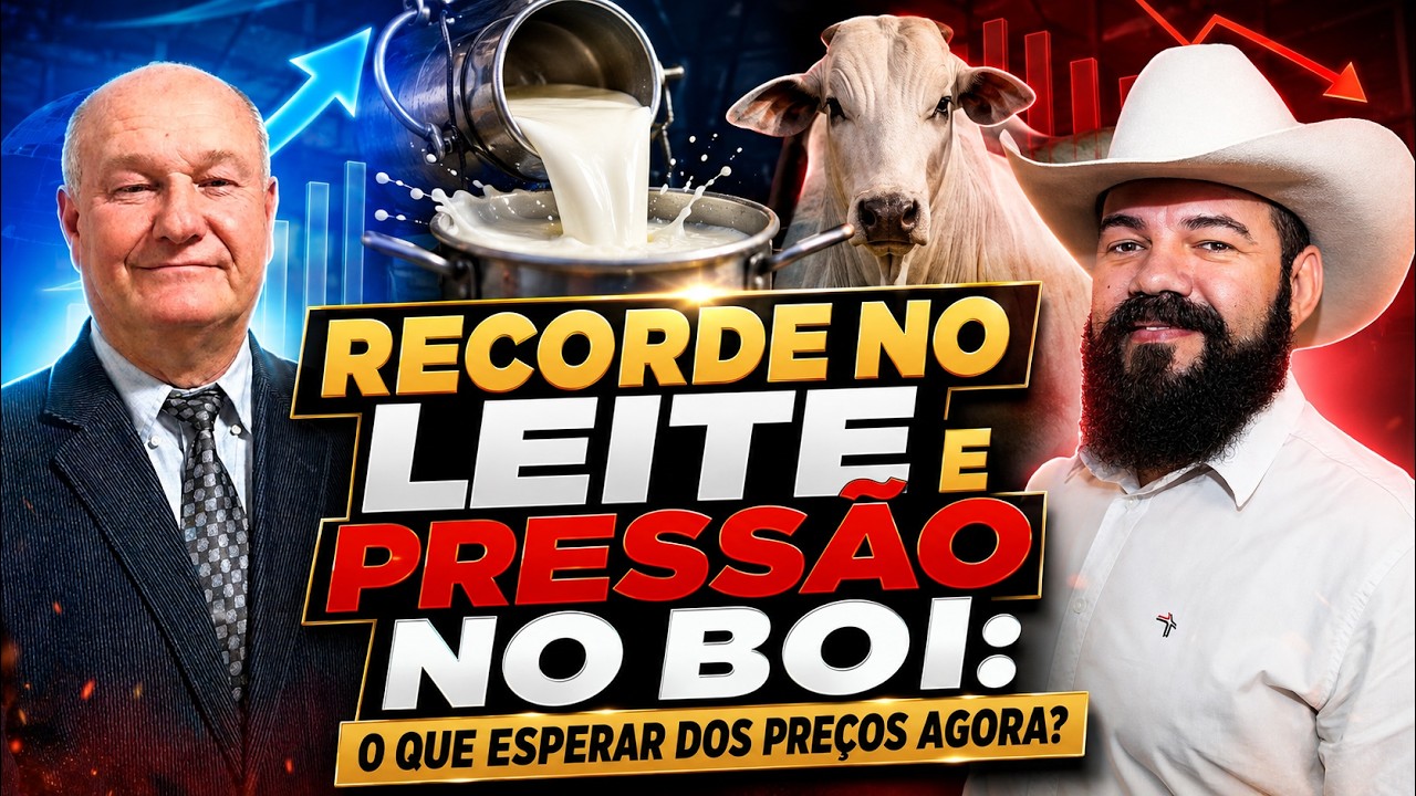 Recorde No Leite E Pressão No Boi: O Que Esperar dos Preços Agora?