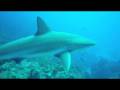 Caribbean Reef Sharks