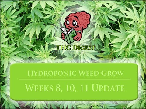 how to trim weed during flowering