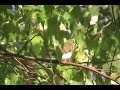 Red-Eyed Vireo
