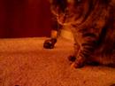Edith VS the Stink Bug - Part 3 Edith VS the Stink Bug - Part 3