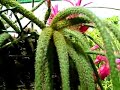Spider cacti flowers Spider cacti flowers