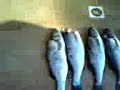 LAVRAKIA