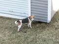 Rabbit Under the Shed! Rabbit Under the Shed!