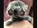 Animales y Humanos RAROS EspectaculosTINO- Animal I have become -Three Days