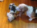 Bo Bo, the Basset Hound vs. Einstein, the Shih Tzu Bo Bo, the Basset Hound vs. Einstein, the Shih Tzu