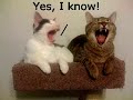 re-mean-kitty-caption-challenge.html