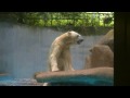 Polar Bears Feeding Session At Singapore Zoo