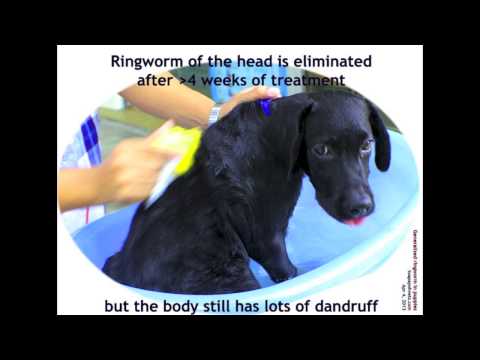 how to cure ringworm on dogs