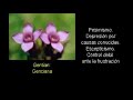 Significado de las flores de Bach Significado de las flores de Bach