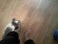 足フェチぴのん（うさぎ）②　～ The ぴのん（rabbit） is foot Feti.＃２