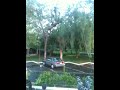 Auto aplastado por árbol.