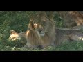Serengeti National Park - Tanzania