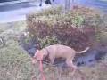 Bully's Walk.mov