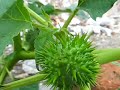 Datura stramonium fruit Datura stramonium fruit
