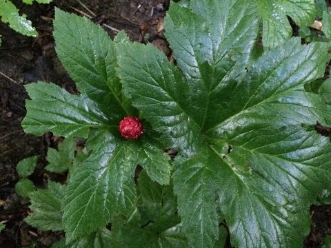 how to harvest sycamore seeds