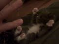 Le chat le plus mignon du monde