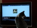 Mad Scara cat