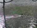 Local Wildlife : Geese w/ Babies