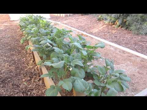how to easy garden