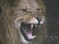 Abyssinian