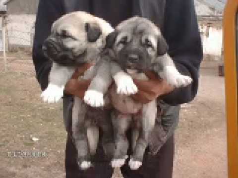 sivas kangal