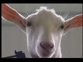 Beyond Invention- Animal Inspired Inventions