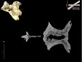 WitmerLab: Majungasaurus Braincase Ct, Horizontal slices WitmerLab: Majungasaurus Braincase Ct, Horizontal slices