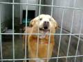 videos de CHUCK! Silly and goofy teddybear dog for adoption!
