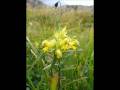videos de Malga Dignas  val Visdende 2008