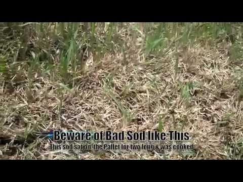 how to fertilize st augustine grass