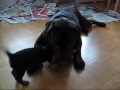 Fanni & Fudi playing Fanni & Fudi playing