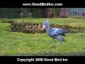 Coolest bird ever! Coolest bird ever!