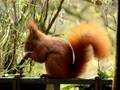 eichhörnchen auf austritt ißt walnuß