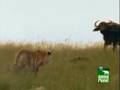 Buffalo-Make-Tiger-C
