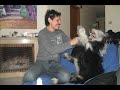 Pipo bobtail de 4 a 9 meses