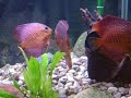 Discus Red Spotted 19.05.07